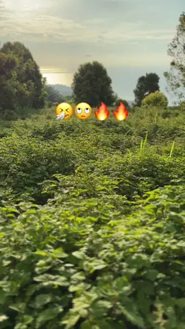 😥 #petanimilenial #viral #suasana 