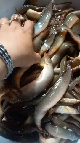 cá chạch đồng #xuhuong #LongAn