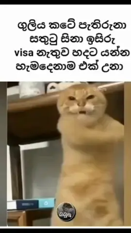 #guli #sinha #trending #athal 