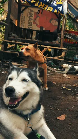 ada yg mau husky?