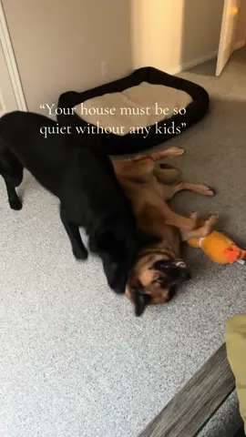 They keep me entertained 😂#germanshepherd #fyp #funny #dog #dogsoftiktok 