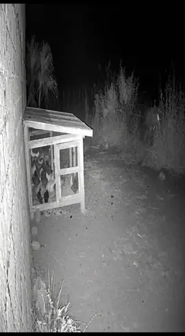 Captured by a night security camera… something truly terrifying appeared out of nowhere 😱 A strange, humanoid creature approaches the chicken coop in the middle of the night and tries to grab something inside! No one knows what this thing really is — a mutant? a paranormal entity? or maybe something not from this world? 👀 The chickens went crazy, and the footage looks 100% real! Watch till the end and tell us what YOU think this creature could be 👇 Real or fake? #fyp #viral #caughtoncamera #mysteryvideo #realorfake