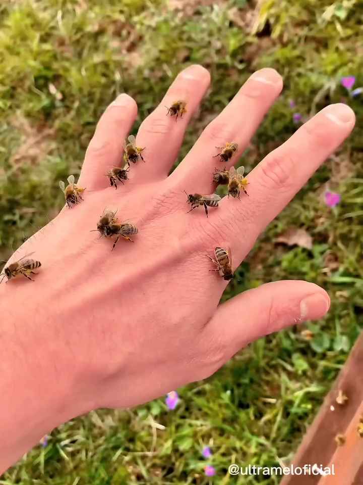 Já viu abelhas usando calças? Olha de novo! 🐝👖 Nossas operárias em ação com pequenas calças de pólen! 🌼🫶🏻 O pólen é coletado para alimentação da colônia, nesse processo, também acontece a polinização. Ele é imprescindível para a sobrevivência das abelhas e a saúde dos ecossistemas! 👏🏻🌱 Já para os humanos, tem efeito antioxidante, antimicrobiano, anti-inflamatório, previne o envelhecimento cerebral, favorece o equilíbrio da flora intestinal, tem ação reguladora hormonal, gera bem-estar e vigor físico, faz bem para a pele e próstata, etc. 🔝 Escolha uma vida saudável, consuma ULTRAPÓLEN 🐝 Compre agora mesmo em ultramel.com.br. 🛍️🛒