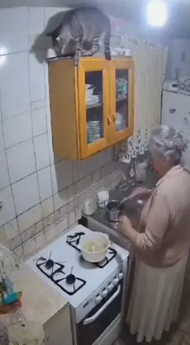 #humor #ia #viraltiktok #funny #videosgraciosos 