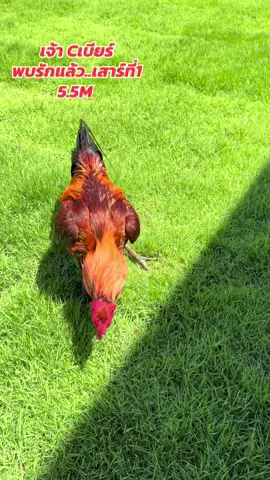 ฝากเป็นกำลังใจให้พวกเราด้วยนะคับ #น้องเวกัสฟาร์ม #ธ_ธนาธร 