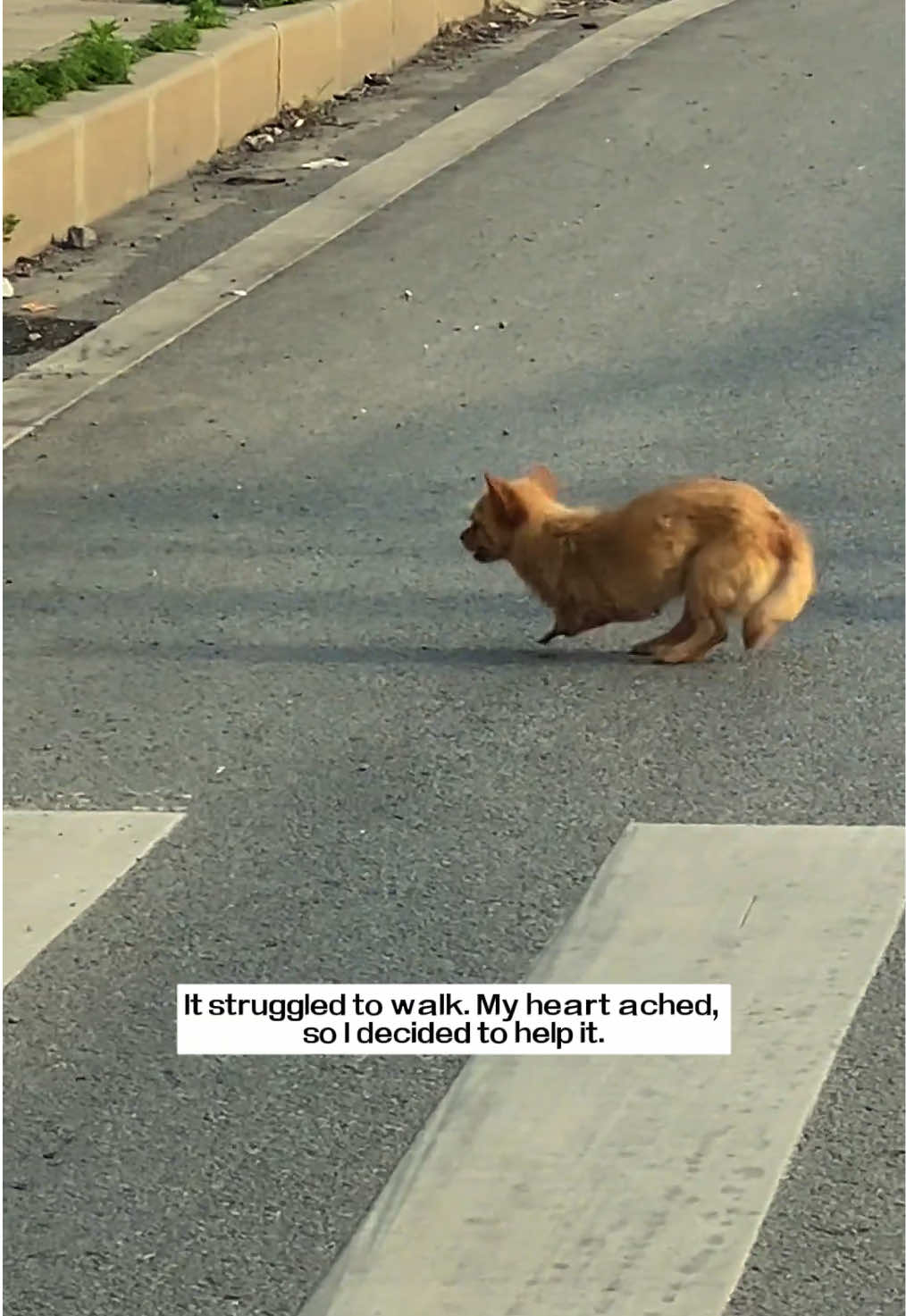 I saw an injured puppy crossing the road;  it had lost both front legs. It struggled to walk. My heart ached, so I decided to help it, and then…#rescue #animals #puppy 