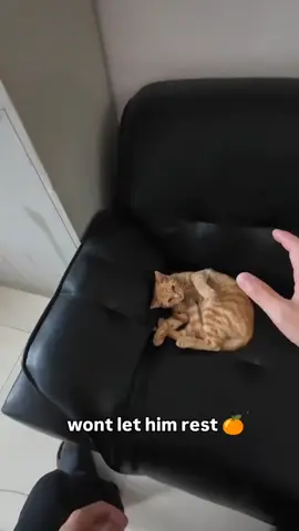 #chat #animals #foryoupage #fyp #tiktok 