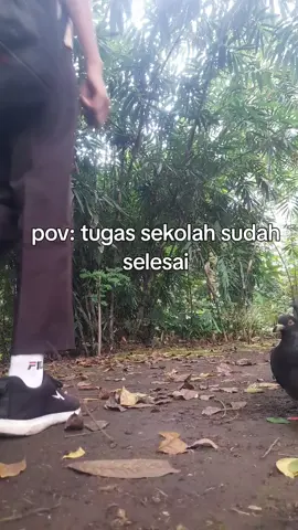 info gendeng rapat😭 #merpatikolong #merpatilovers #4u #fyp 