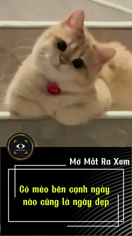 Có mèo bên cạnh ngày nào cũng là ngày đẹp. #dongvat #haihuoc #trending #hottrend #cliptrieuview 