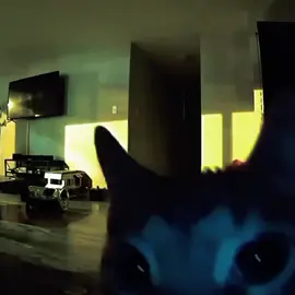 #cat#lol#frances#limon ...