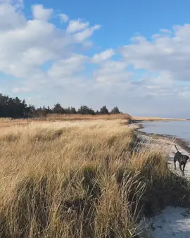 cory.honestly Nature in New England really brought the magic this solstice season We are happy and cozy at home for the holidays. Merry Christmas sweet friends 🎄🧨🧨 less #greenscreen #viraltiktok #viral #Love #trend 