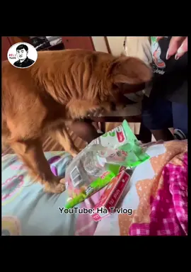 Riêng thằng cọt thì chim kút #cọt #hàt #hàtvlog #dog #cat 