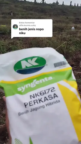 Membalas @alfin.kurnia.sahy nandur kui Kak #jagung #perkasa #jagunghibrida #madiun24jam #fyp 
