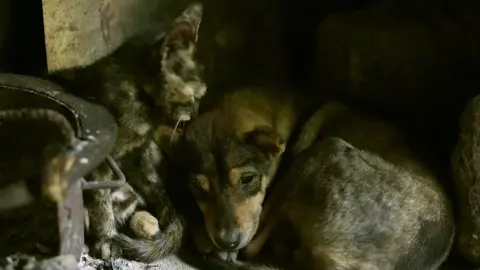 Mấy miệng ăn này… Bình thường tụi nó chạy nhảy, rượt bắt ầm trời. Vậy mà mấy hôm mưa lũ, cũng biết nép lại bên nhau, tìm góc bếp ấm mà nằm yên. Cũng biết thương nhau giữa những ngày giông gió ghê ha. 🌧️ Có tụi nó, cũng góp chút bình yên cho tâm hồn của mình. 🐾 #colorofmemory #binhyen #Kyuc #peace #quehuong 