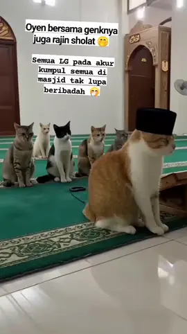 #kucing #fyp