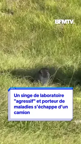 Des singes utilisés en laboratoire, porteurs du Covid-19, de l’hépatite C et de l’herpès, se sont échappés d’un camion aux Etats-Unis. Qualifié d’