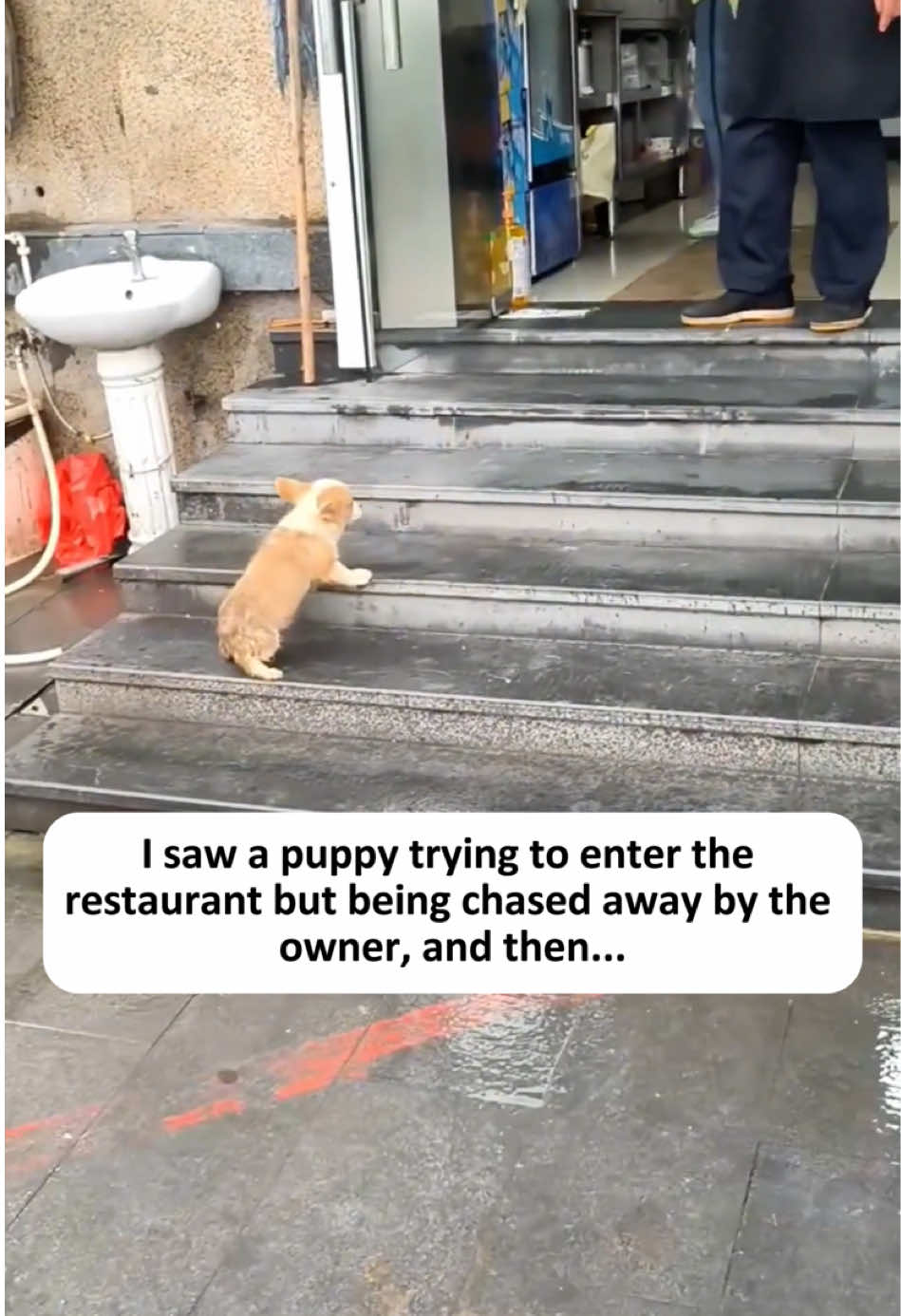 I found a hungry stray puppy, and then...🥹🥹🐶🐶#fyp #tiktok #usa #rescuedog #cute 