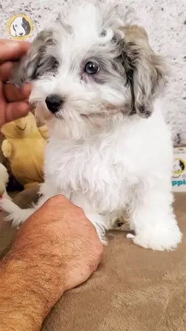 Say hello to Whirl, the F1 Maltipoo girl with bouncy curls, bright eyes, and a heart that’s always in motion! 🐾💫 Playful, loving, and hypoallergenic, Whirl is the perfect little bundle of joy for anyone who wants endless love, cuddles, and cheerful energy in their life. She’s full of spunk, sweetness, and charm — ready to twirl her way right into your heart and never let go. 🐶✨ Comes with: ✅ Direct Home Delivery ✅ 24/7 Lifetime Vet Support ✅ Microchip & Health Certificate ✅ 3–Year Health Plan (extendable to 10 years) Now available at Central Park Puppies, where happy tails begin. 🐾 Please check our website for availability: www.centralpups.com #F1Maltipoo #MaltipooPuppy #FluffyPup #AvailablePuppy #PuppyLove #HypoallergenicDog #CentralParkPuppies #PuppyDelivery #SmallBreedPuppy #PuppyAdoption #DogsOfInstagram #PuppyLife #NYCPuppies