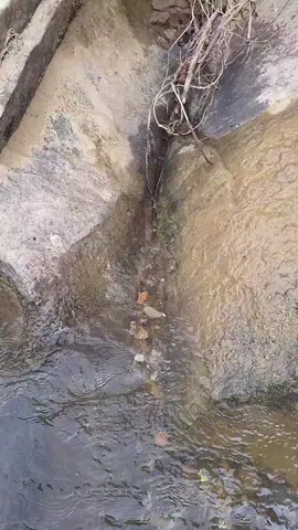 ASMR...✅️ Gold hunting in the river, diving, digging and carving. #armangoldhunting 