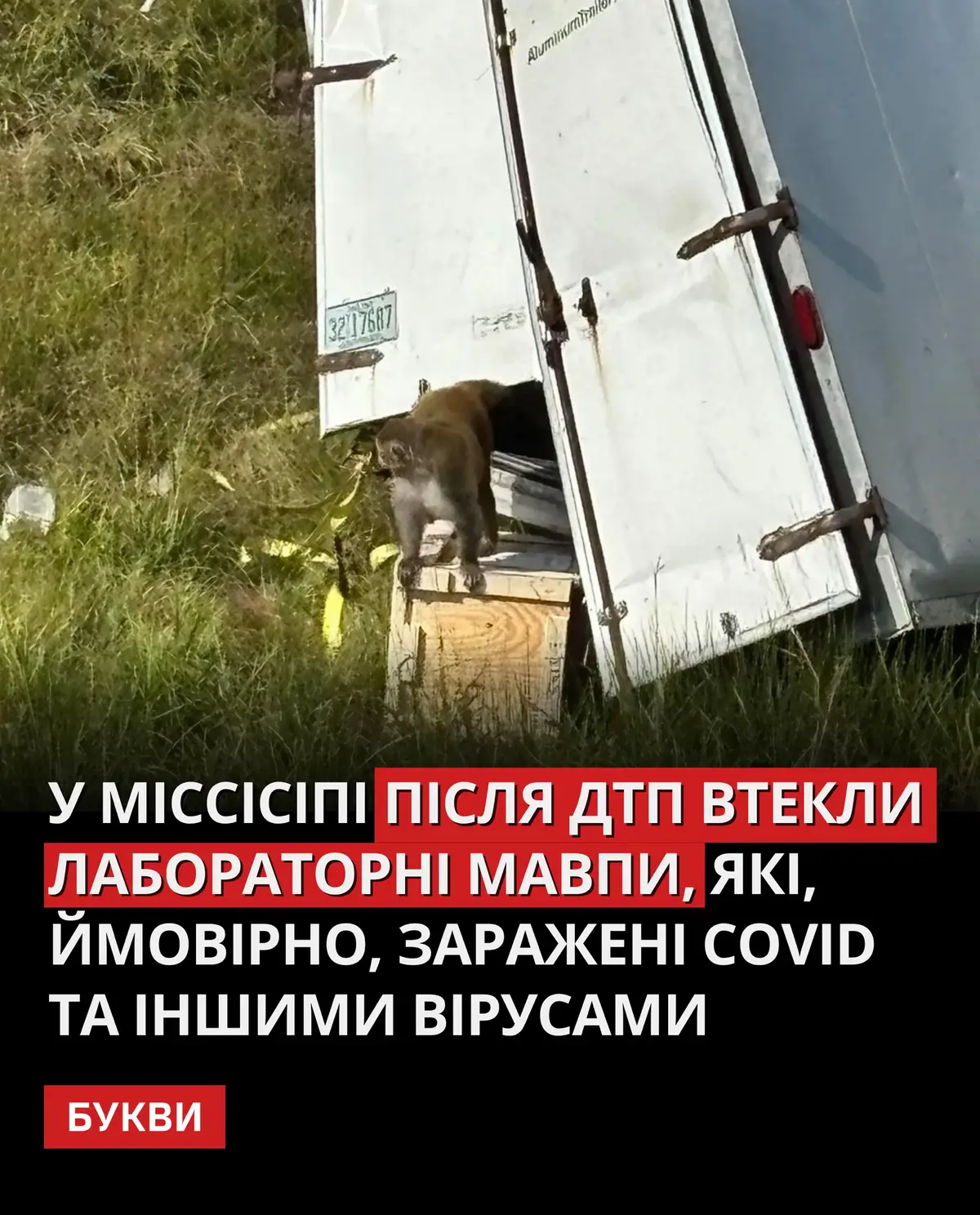 Більшість тварин вже зловили й евтаназували, але одна досі перебуває на волі. 🖋️: The Guardian #новини #новиниукраїни #україна #Ukraine #news  