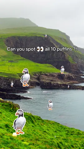 🐧 Can you spot all 10 puffins? 👀  Welcome to Iceland, where cute puffins, dramatic cliffs, and ocean winds steal the show! 🌊💨  Take a boat ride or hike the coast — these tiny birds are the real stars🇮🇸 #travel #iceland #puffin #fyp #eyetest 