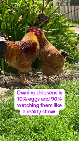 Just another episode of Chicken Reality Show 🐔🌲 Our backyard flock turns the pine grove into their own playground — from clucking conspiracies to daring dash-for-the-feed bag. Because let’s face it: owning chickens is 10% eggs and 90% watching them like the stars of their own nature documentary. #PineTreeChickens #BackyardFlock #Flockfun #ChickenLife #Chickenrealityshow