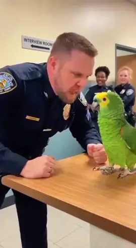 Parrot Roasts Cops Larry vs Police #talkingparrot #funnyparrot #parrotsoftiktok #larrytheparrot #petparrot 