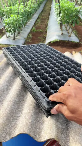 Pot Tray semai benih satuan, Potray semai, tray semai #SiPalingAffiliate #SiPalingVideo #petani #pertanian #petaniindonesia🇮🇩🇮🇩🇮🇩🌿🌿 