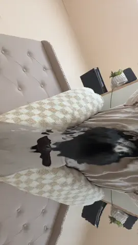 Titty tat 😻 #fyp #catsoftiktok #catlover 