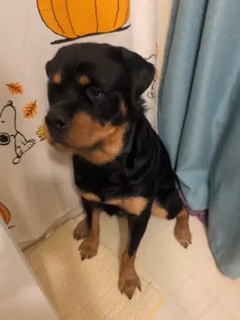 he's the sweetest 104 pound puppy ever in the history of the world. He always has a lot to say. #rottweiler #rottweilersoftiktok 