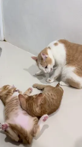 เมื่อผม กำลังต่อสู้กับเสียงในหัว @ภาระคูลบอย(ช่องรอง) #ภาระงั่งๆ #ภาระเด็กดี #fyp #cat 