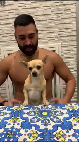 See the last one 🤣🤣#Dog #fyp #pet #funny #funnyvideos 