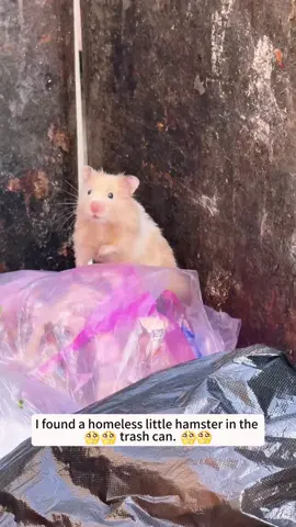 I found a homeless little hamster in the trash can and then...#rescue #animals #hamster 