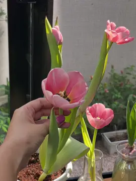 🌷 Cách trồng củ hoa Tulip đón Tết tại nhà Tulip là một trong số các loại hoa Tết dễ trồng, nở rực rỡ sau 35 ngày kể từ khi xuống củ. Hoa rất lâu tàn (3-4 tuần) nên tha hồ ngắm. Cách trồng thì khá đơn giản, ai cũng trồng được: 1️⃣ Làm lạnh củ Cho củ vào ngăn mát tủ lạnh 3-5 ngày (5–8°C) để kích ra hoa dễ hơn. 2️⃣ Chuẩn bị đất Dùng đất tơi xốp + tro trấu + dinh dưỡng hữu cơ, đảm bảo thoát nước tốt. 3️⃣ Trồng củ hoa Tulip Đặt củ ngửa mầm lên, chôn sâu khoảng 5cm, mỗi chậu trồng 2-3 củ tùy kích thước. 4️⃣ Chăm sóc Tưới ẩm nhẹ mỗi ngày, tránh úng. Đặt nơi có ánh sáng nhẹ buổi sáng, mát mẻ ban trưa. 5️⃣ Chờ hoa nở Sau khoảng 30-40 ngày, hoa Tulip nở ngay đúng dịp Tết. Vừa lâu tàn, vừa rực rỡ sắc tươi. 🌸 Lịch trồng củ hoa Tulip nở kịp đón Tết: Trồng củ: 25/12 - 10/1 Dương lịch Ra hoa: 30-40 ngày Mỗi màu tulip mang một lời chúc – đỏ là hạnh phúc, vàng là sung túc, trắng là bình an. #hoatulip #tronghoatulip #tulip #🌷 #🌷🌷