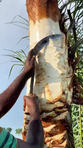 খেজুরের রস সংগ্রহের প্রস্তুতি। #tiktok #tiktokindia #tik_tok 