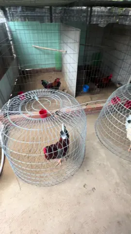 Làm sao mà bỏ được #gadacuasat #gatre