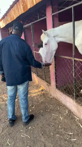 LES ANIMAUX APPORTENT ÉGALEMENT DES BÉNÉDICTIONS AUTOUR DE NOUS.  MERCI INFINIMENT MES CHEVEUX.  LASS-PR FOREVER