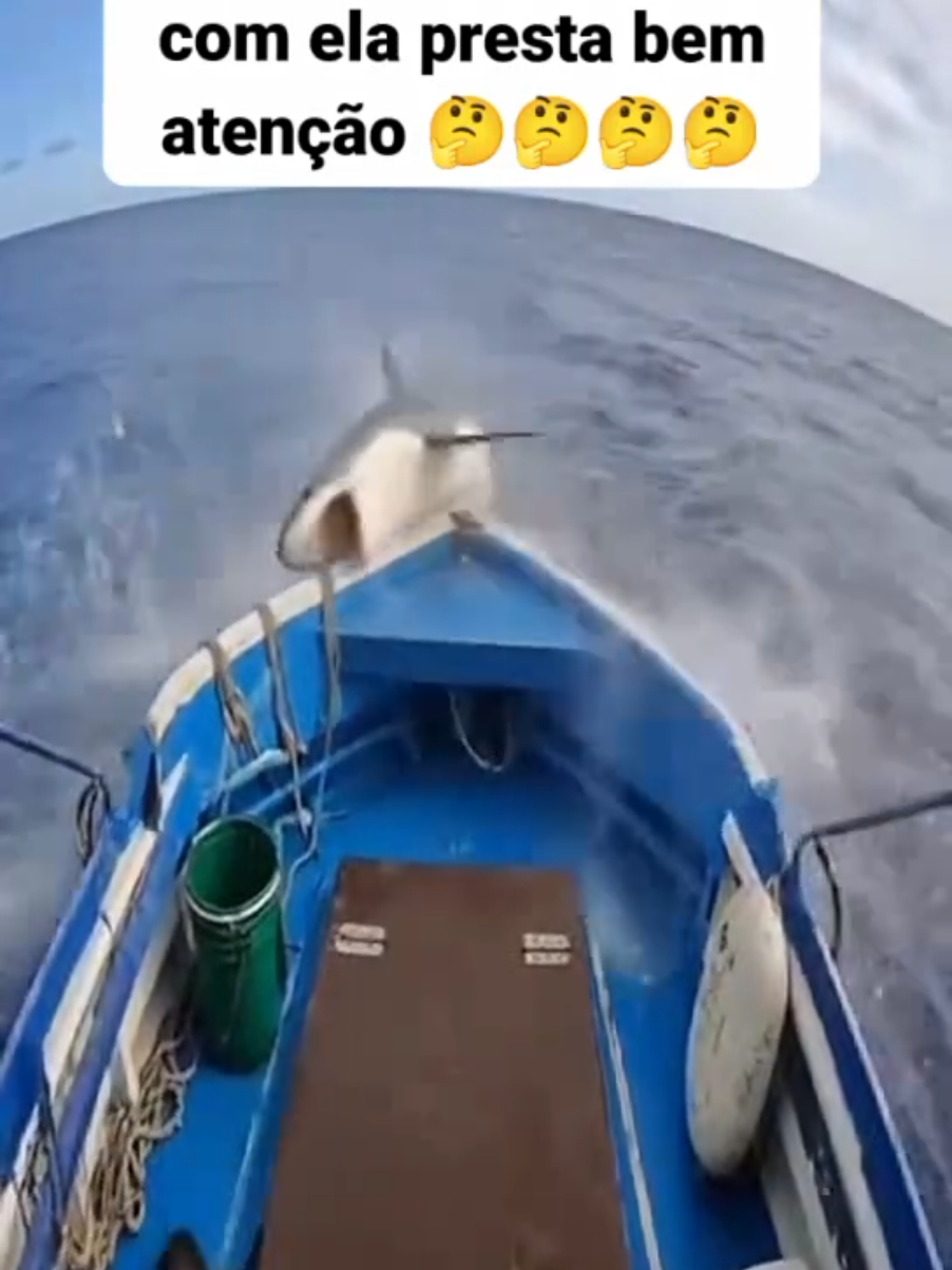 FOCA SE SALVOU POR POUCO #tubarao #foca #mar #tiktok #natureza 