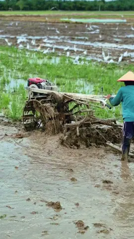 #traktorpedia #pesonabocahkampung #pesonajokitraktor #traktormania #traktorquick 