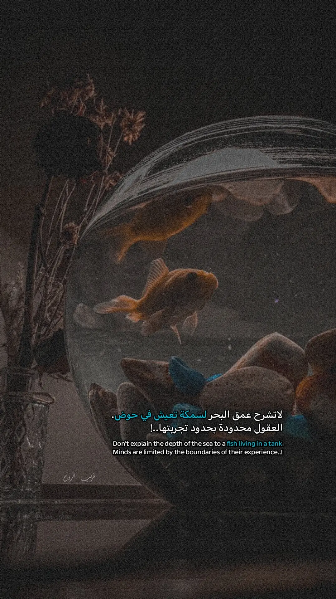 #اقتباسات #خواطر #مقالات #اكسبلور #fyp 