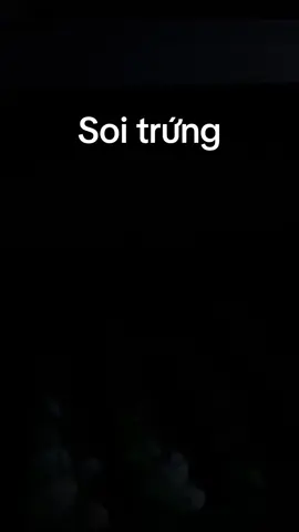 Lứa gà mới ấp 