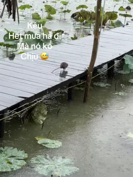 ###😍😍 #caolanh #xuhuong 