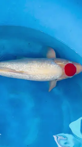 Momotaro newtype +-53cm 🥰🥰 #toanhuykoifarm #xuhuong #koifish #koinhat 