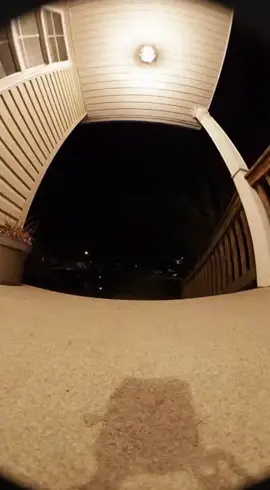 Bad bitches at the crib #soraai #squirrelsoftiktok #funny #doorbellcameravideos #sora 