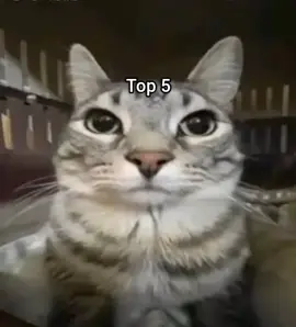 scariest things in the world #funny #cat #fyp #meme #georgieebom 