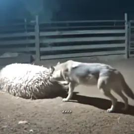 ava giderken avlanmak kurt neye ugradigini gagirdi #çobanköpegi #kurt #kesfetedüs #viral #fyp