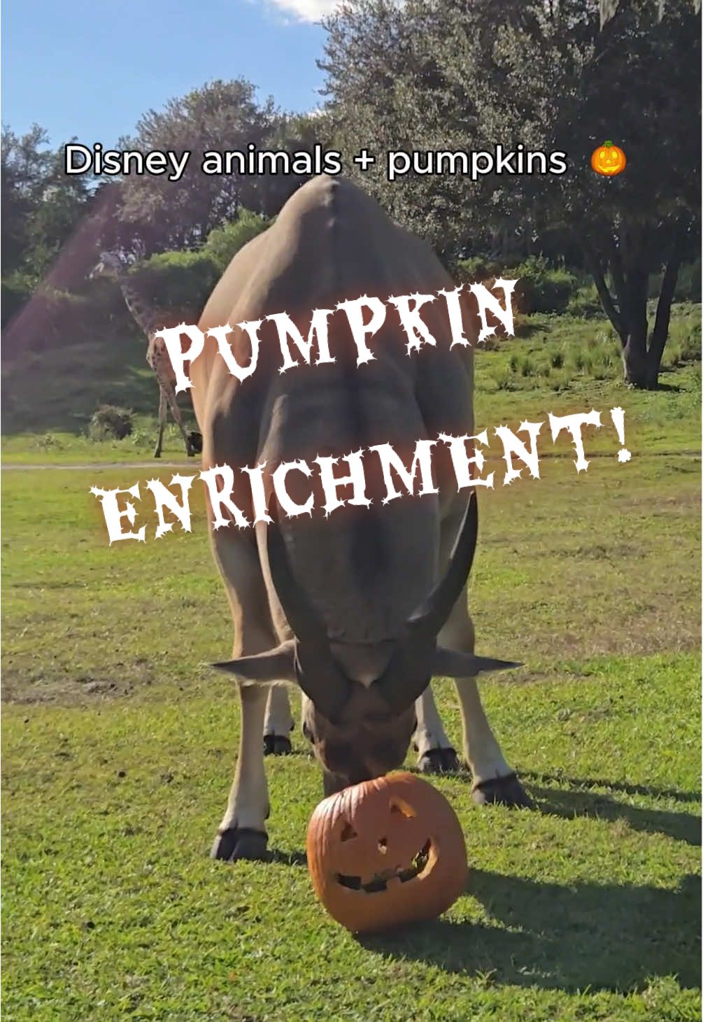 Trick or treat, it’s pumpkin time! 🎃 Animals around #DisneyWorld are getting into the spirit of Halloween with some pumpkin enrichment 🤩 #AnimalKingdom #Enrichment #DisneyHalloween 