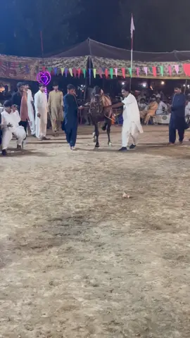 Ghora fighter🐴❤️🐴#foryoupage #vairal #onemilonviews #horsedance #foryoupage 