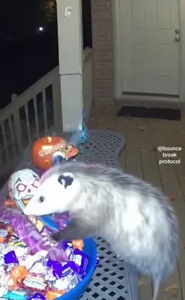 Possum unexpectedly fights back!! 😲😂😂