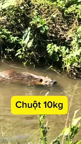 Chuột 10 cân ở Nhật#cuocsongnhatban #nhatban #nhattuanreal 